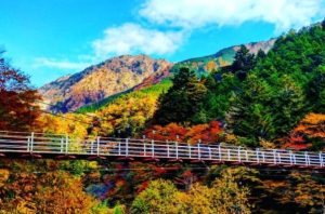 梅ヶ島　紅葉　吊り橋